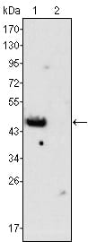 Mouse Monoclonal Antibody to GATA4