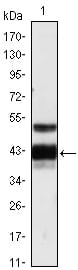 Mouse Monoclonal Antibody to PROZ