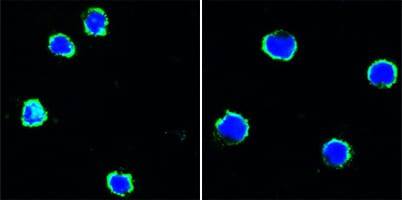 Mouse Monoclonal Antibody to CD40