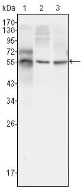 Mouse Monoclonal Antibody to TUBB3