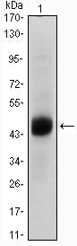 Mouse Monoclonal Antibody to FOXA2