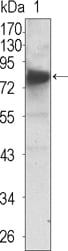 Mouse Monoclonal Antibody to NTRK3