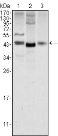 HOTMouse Monoclonal Antibody to WNT1