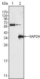 Mouse Monoclonal Antibody to FRK