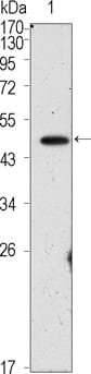 Mouse Monoclonal Antibody to 4-Oct