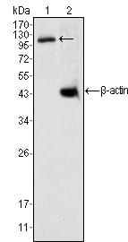 Mouse Monoclonal Antibody to DAXX
