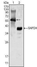 Mouse Monoclonal Antibody to MATK