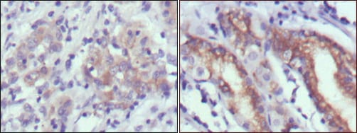 Mouse Monoclonal Antibody to CER1