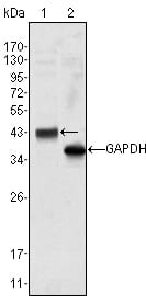 Mouse Monoclonal Antibody to WNT10B
