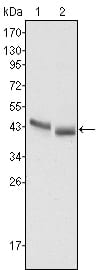 Mouse Monoclonal Antibody to PGA5