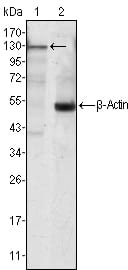 Mouse Monoclonal Antibody to JAK3