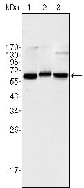 Mouse Monoclonal Antibody to NF-κB p65