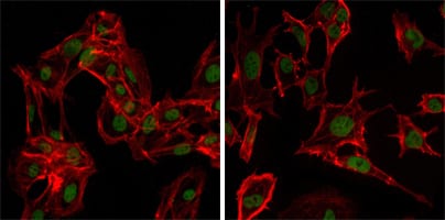 Mouse Monoclonal Antibody to DDX4
