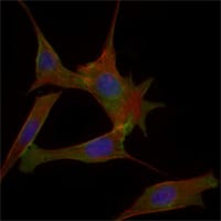 HOTMouse Monoclonal Antibody to FABP2