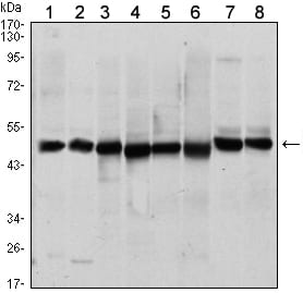 Mouse Monoclonal Antibody to ST13