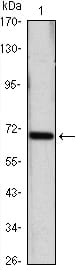 Mouse Monoclonal Antibody to HSP70