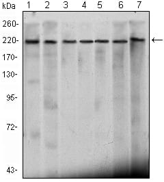 HOTMouse Monoclonal Antibody to CHD3