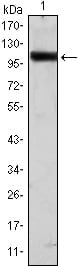 Mouse Monoclonal Antibody to TLR2