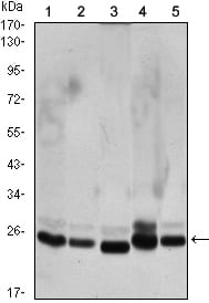 Mouse Monoclonal Antibody to CBX1