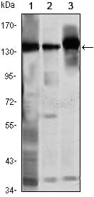 HOTMouse Monoclonal Antibody to SMC1
