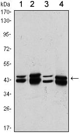 Mouse Monoclonal Antibody to PRMT6
