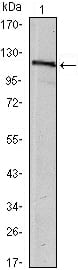 Mouse Monoclonal Antibody to HAUSP