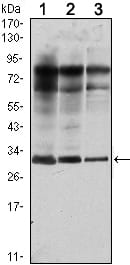 HOTMouse Monoclonal Antibody to Rab25