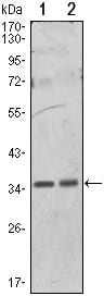 Mouse Monoclonal Antibody to PPP1A