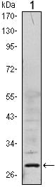 Mouse Monoclonal Antibody to PP32