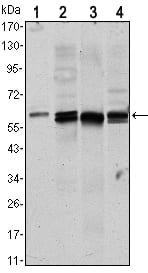 Mouse Monoclonal Antibody to AKT1