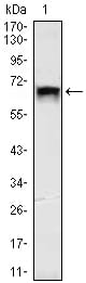 Mouse Monoclonal Antibody to TBLR1