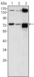 Mouse Monoclonal Antibody to ATP2C1