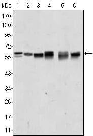Mouse Monoclonal Antibody to AKT2