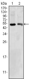 Mouse Monoclonal Antibody to BDH1