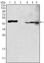 Mouse Monoclonal Antibody to GOT2