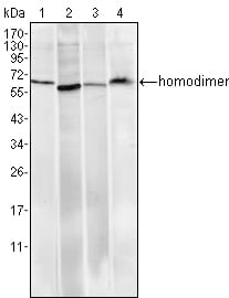 HOTMouse Monoclonal Antibody to Pirh2