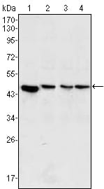 Mouse Monoclonal Antibody to MAP2K2