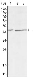 Mouse Monoclonal Antibody to DKK3