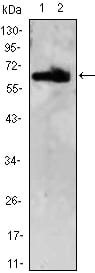 Mouse Monoclonal Antibody to ZBTB7B