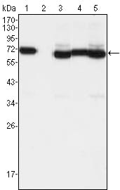Mouse Monoclonal Antibody to TCF3
