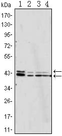 Mouse Monoclonal Antibody to p44/42 MAPK (Erk1/2)