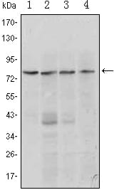 Mouse Monoclonal Antibody to PRDM1