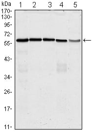 Mouse Monoclonal Antibody to CDC25C