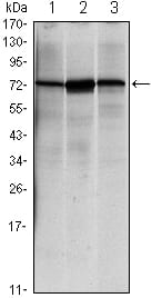 Mouse Monoclonal Antibody to HSPA5