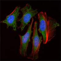 Mouse Monoclonal Antibody to CLOCK