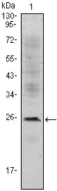 Mouse Monoclonal Antibody to CD3E