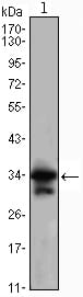 Mouse Monoclonal Antibody to CDC2