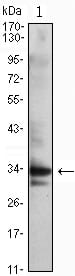 Mouse Monoclonal Antibody to CDC2