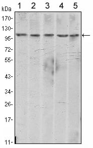 Mouse Monoclonal Antibody to CDH2
