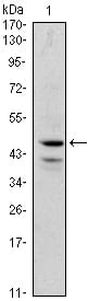 Mouse Monoclonal Antibody to GATA1
